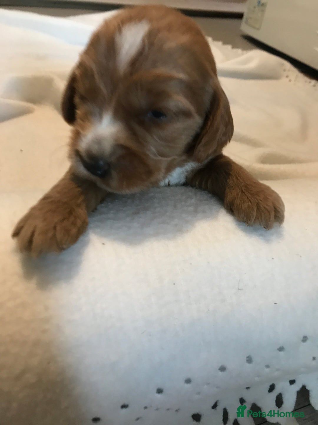 Mixed Breed dogs for sale: Health tested Australian Labradoodles - Image 22