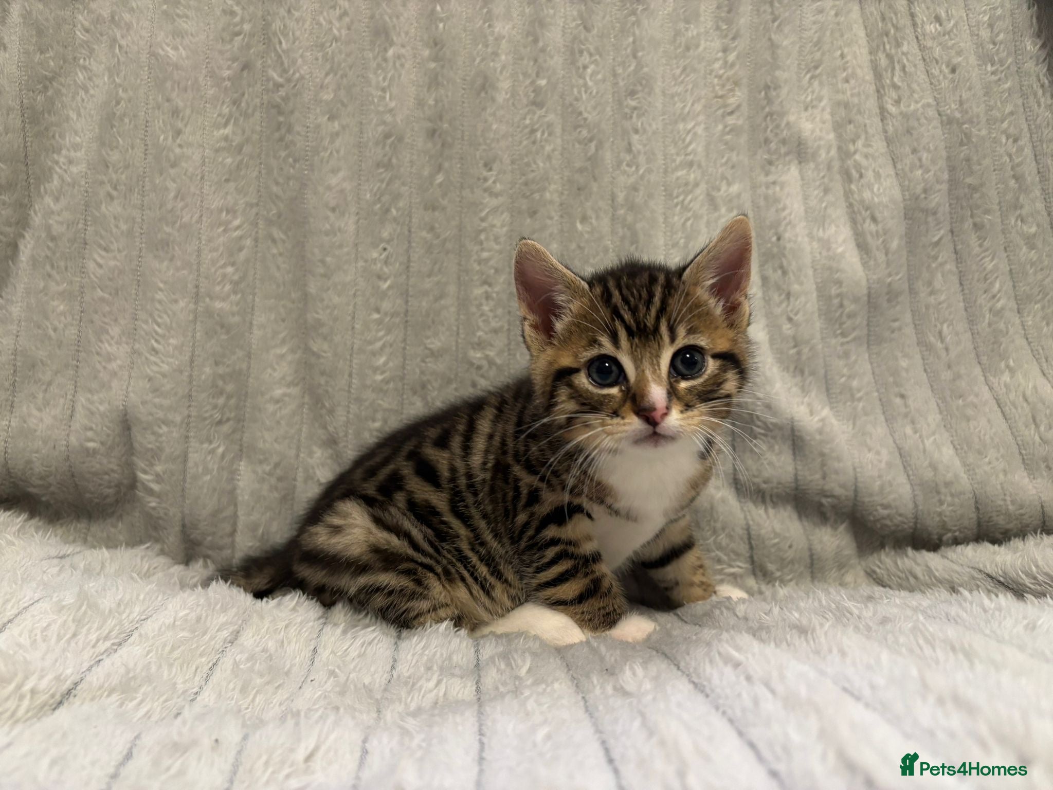 Bengal cats Bengal Kittens - Advert 2