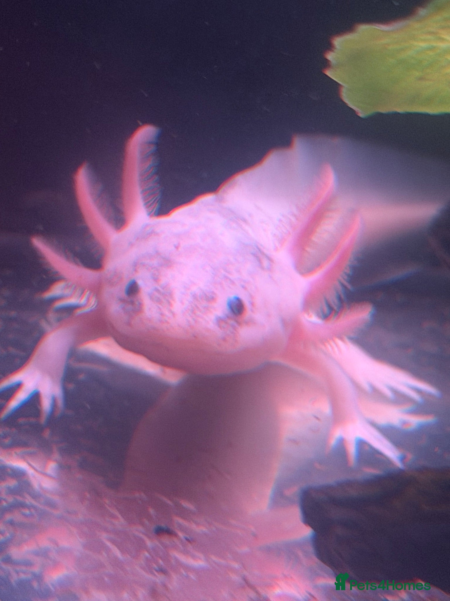 Axolotl reptiles Spotted Luecistic Axolotl - Advert 2