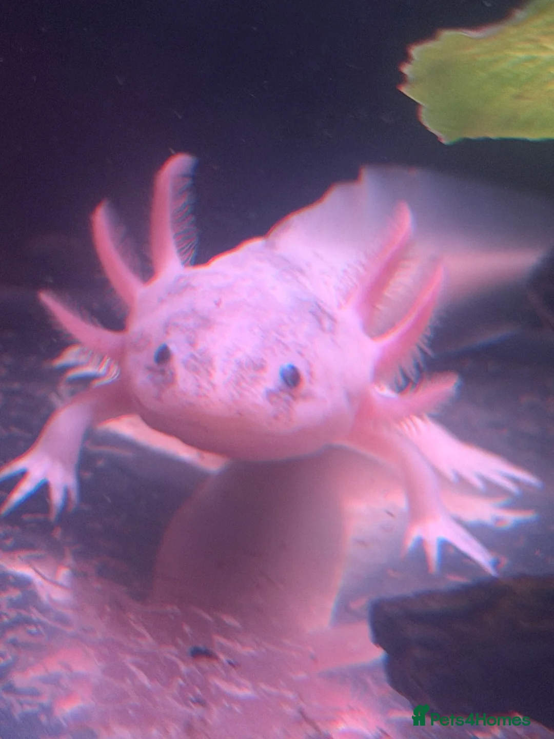 Axolotl reptiles for sale: Spotted Luecistic Axolotl - Advert 1