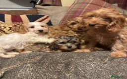 Cockapoo dogs for sale: 🐶 F1 Cockerpoo Puppies 🐶 - Image 7