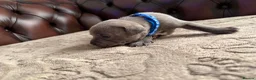 Staffordshire Bull Terrier dogs for sale: Adorable KC registered blue staffy puppies  - Advert 4