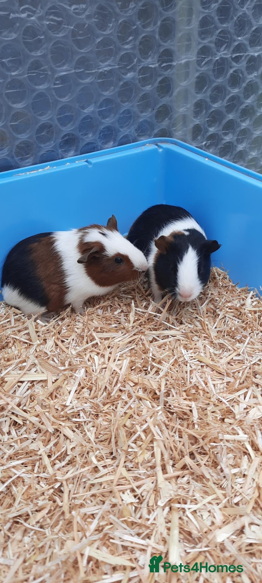 Guinea Pig rodents Guinea pigs - Advert 1