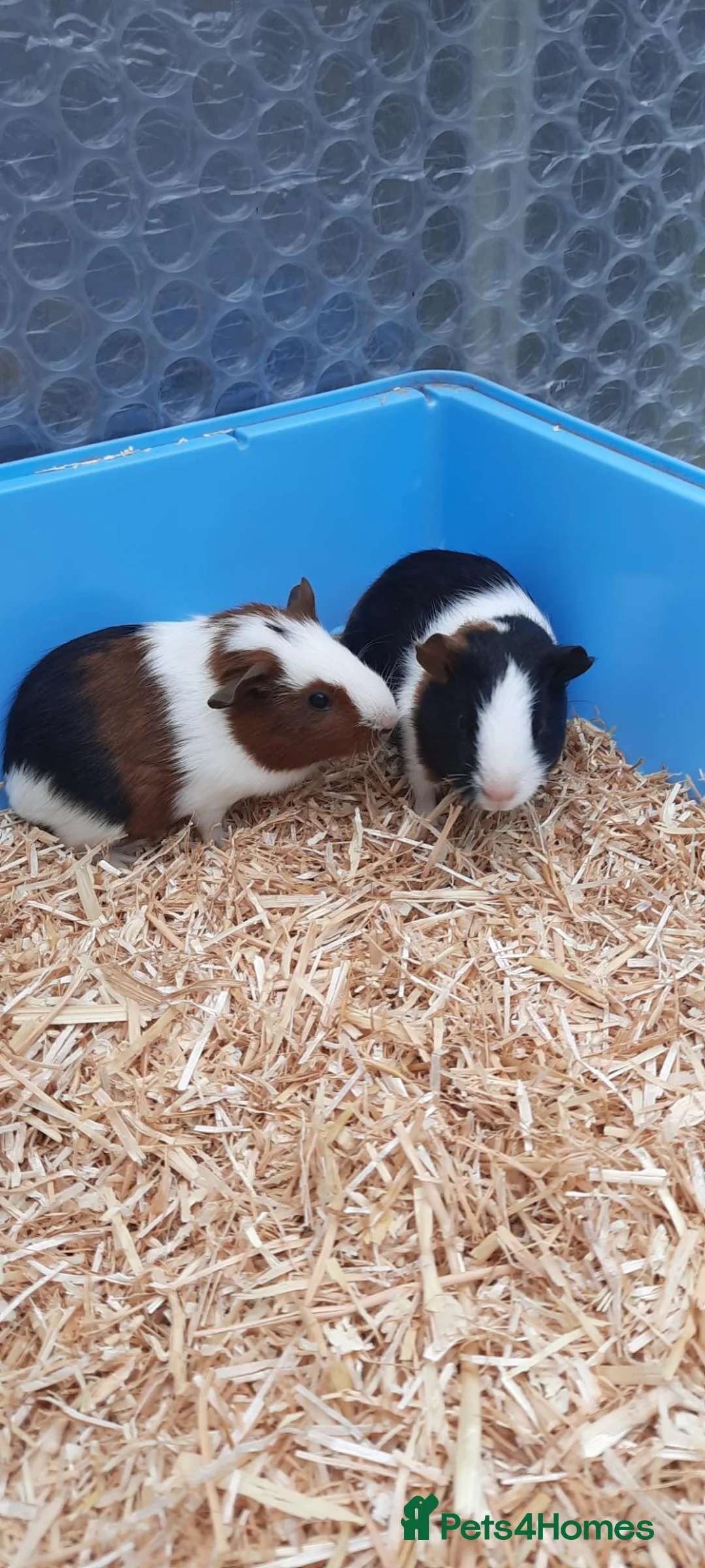 Guinea Pig rodents for sale: Guinea pigs - Advert 1