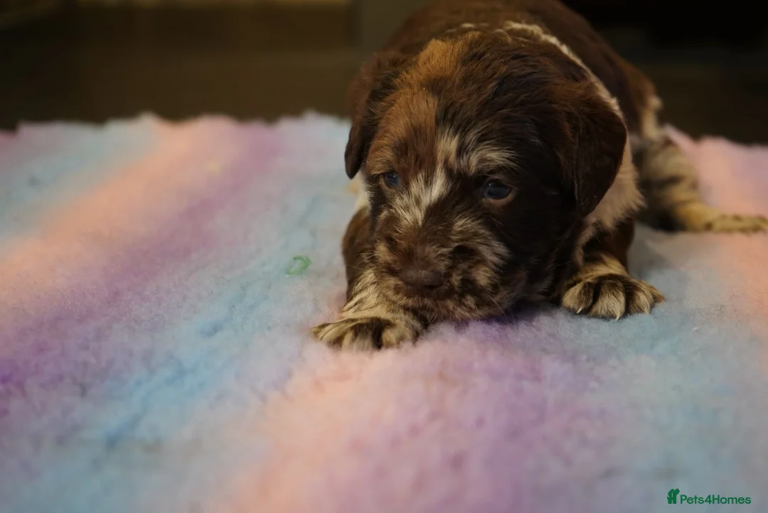 Labradoodle dogs for sale: Chocolate & chocolate Merle Labradoodles 🐾🐾🐾 - Advert 8