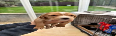 Cocker Spaniel 7