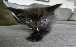 Ragdoll cats for sale: Chunky Ragdoll mix kitten £350.  - Image 3