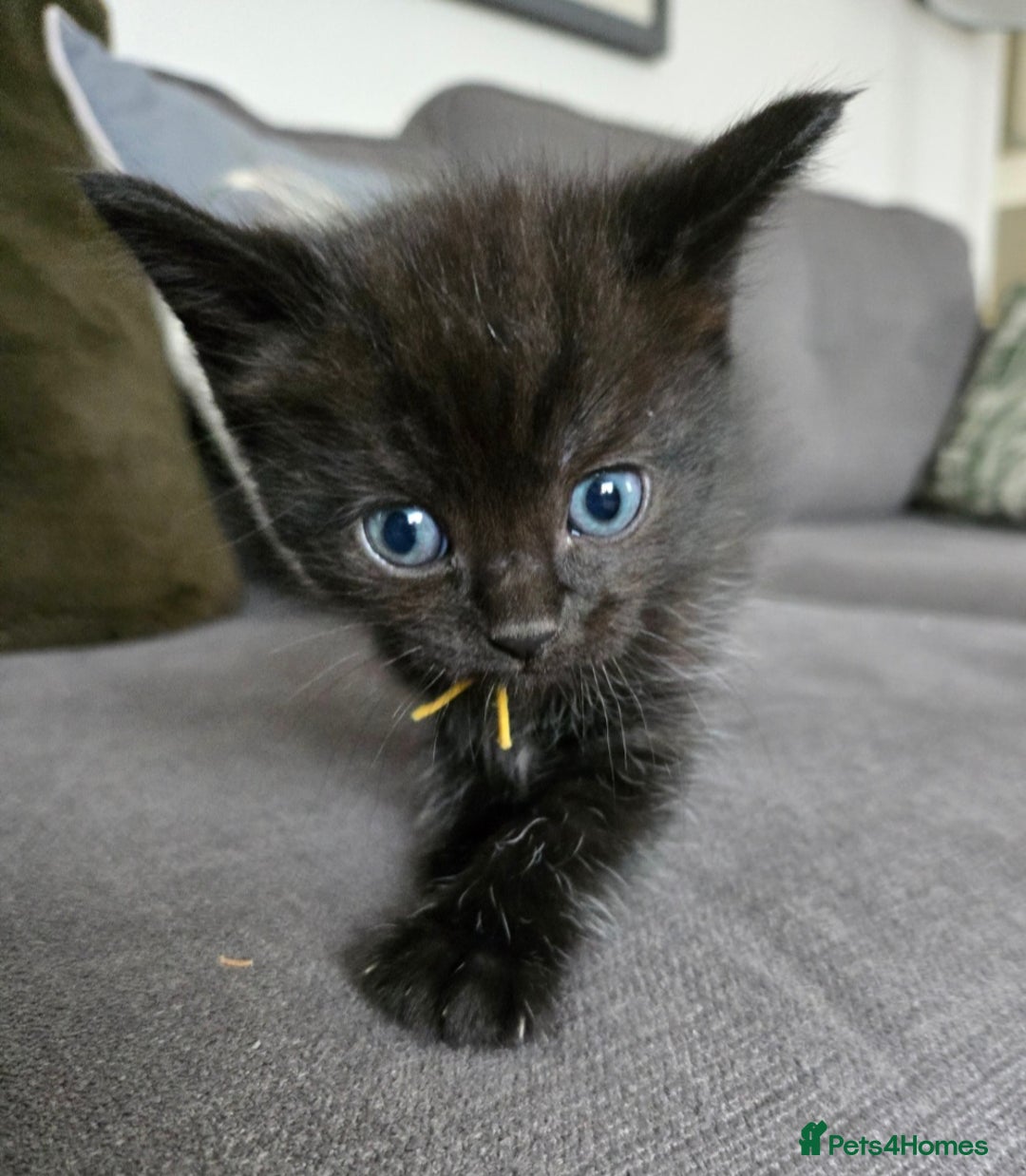 Ragdoll cats for sale: Chunky Ragdoll mix kitten £350.  - Image 3