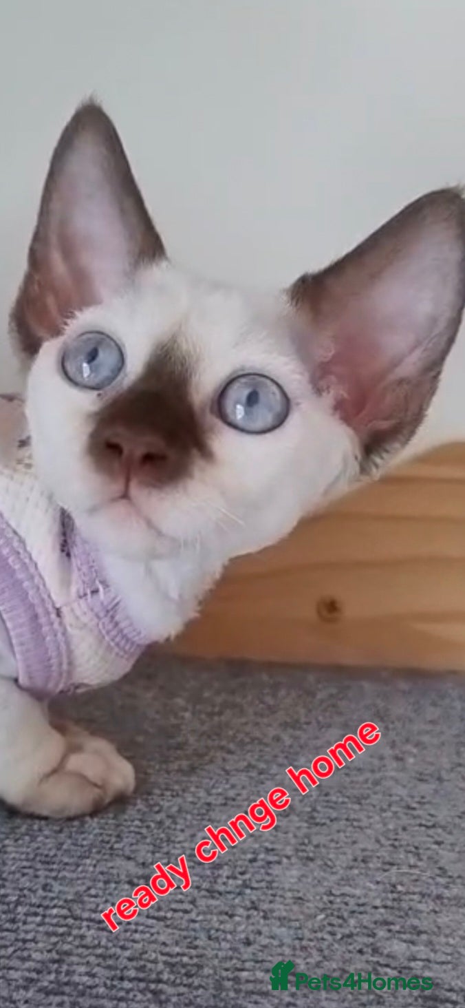 Devon Rex cats Ready for love FIFE sterylized - Advert 4