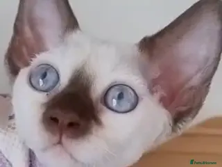 Devon Rex cats Ready for love FIFE sterylized - Advert 4