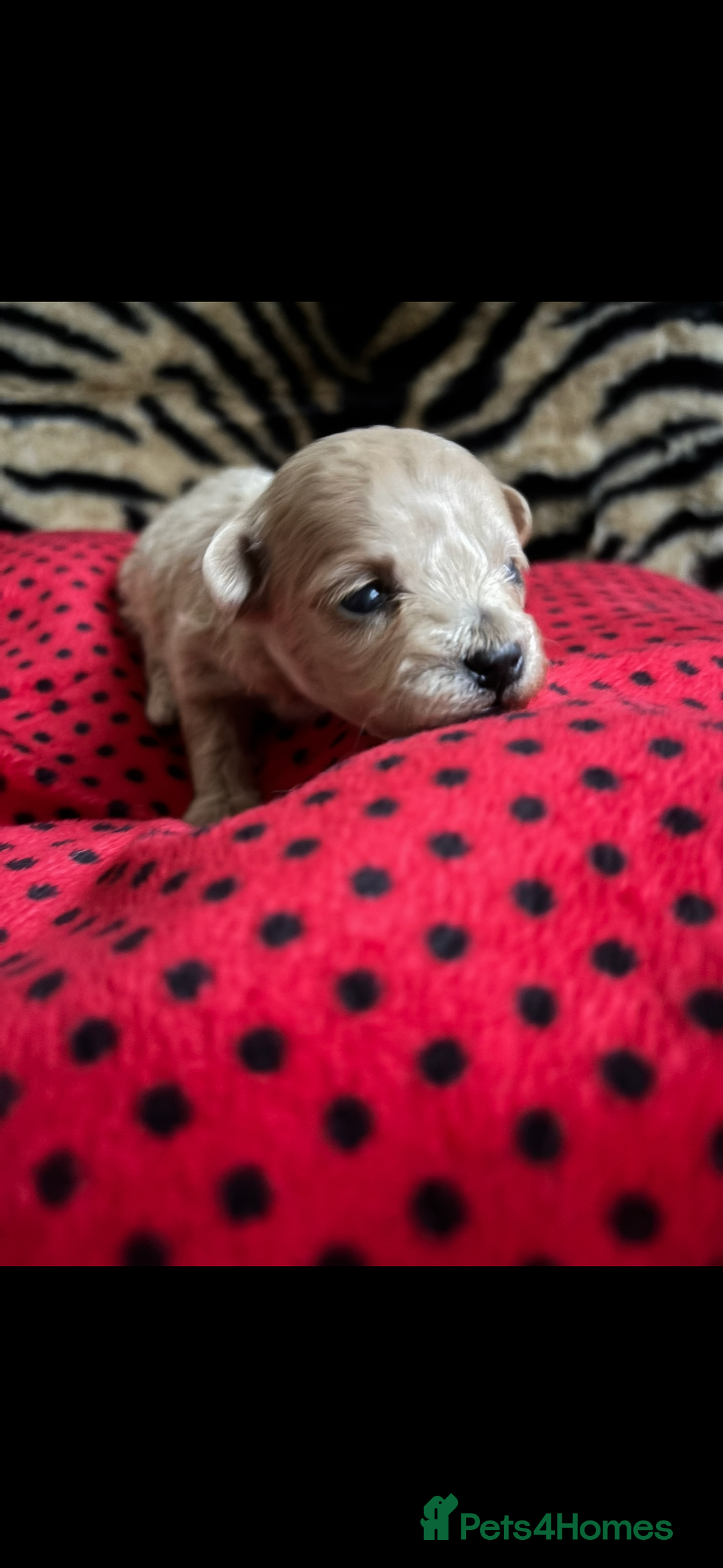 Maltipoo dogs for sale: Exquisite Maltipoo puppies  - Advert 13