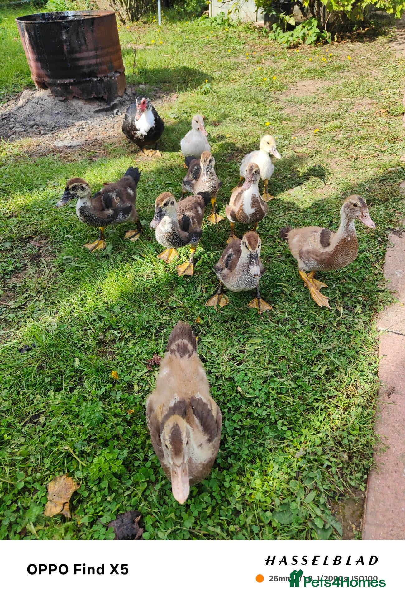 Ducks poultry Muscovy ducklings  - Advert 16