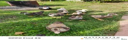 Ducks poultry for sale: Muscovy ducklings  - Advert 1