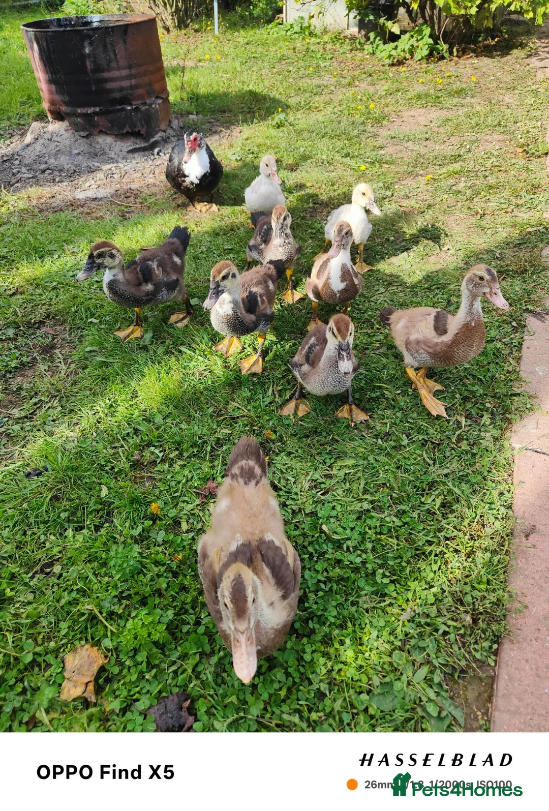 Ducks poultry for sale: Muscovy ducklings  - Advert 1