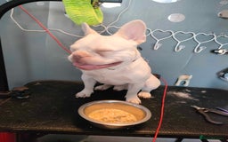 French Bulldog dogs for stud: Hugo  - Image 5
