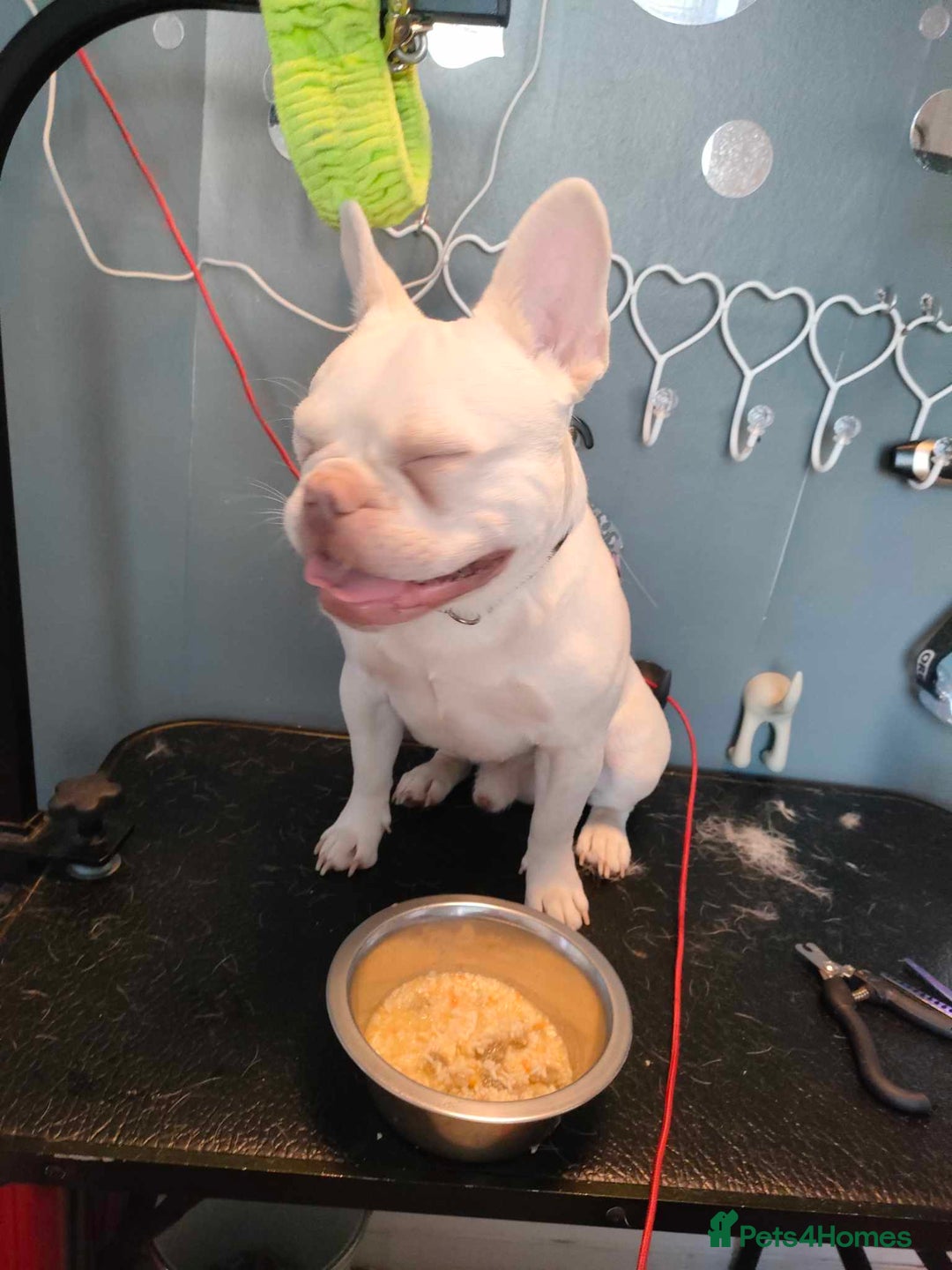 French Bulldog dogs for stud: Hugo  - Image 5