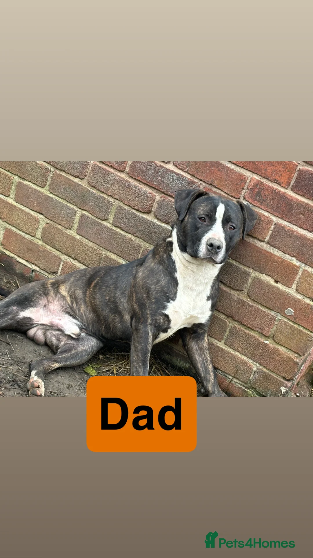 Mixed Breed dogs for sale: Cane corso cross staff  - Advert 2