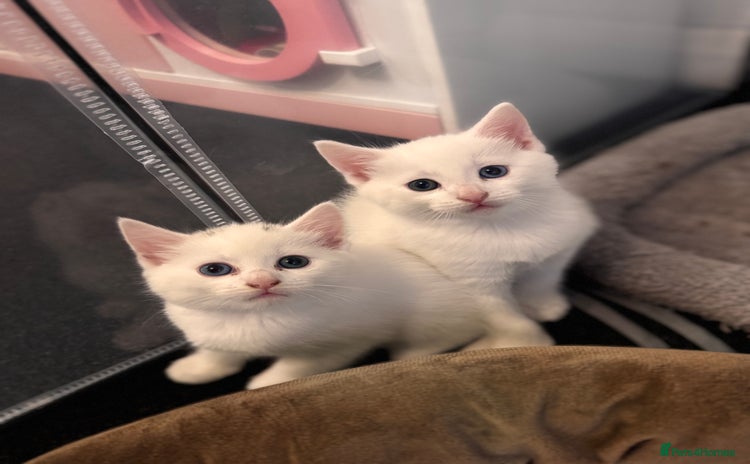 Mixed Breed cats - Advert 15