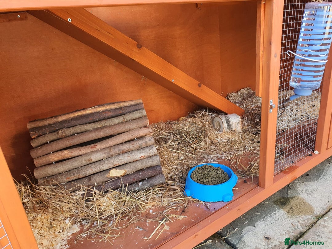 Mixed Breed rabbits for sale: Cloudy the rabbit  - Image 5