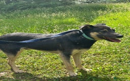Mixed Breed dogs for adoption: Joey - Norwich Norfolk  - Image 10