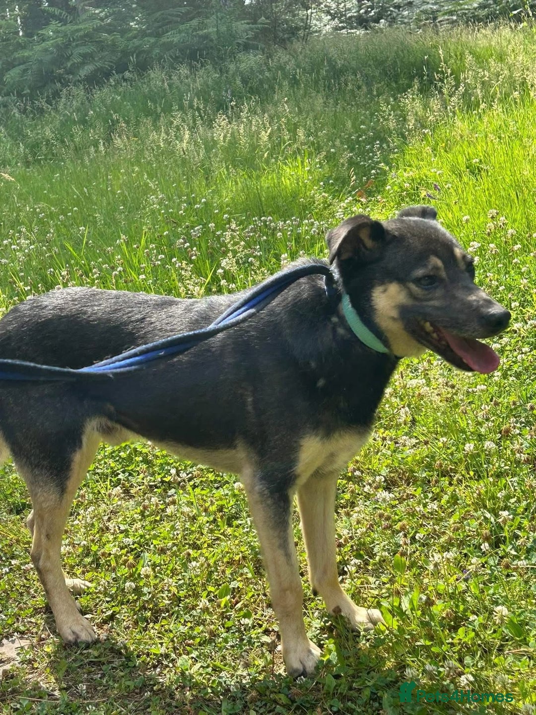 Mixed Breed dogs for adoption: Joey - Norwich Norfolk  - Image 10