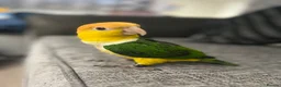 Parrots birds for sale: Tame Hand Reared Parrot Caique with huge Cage - Advert 10