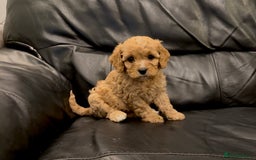 Cavapoo dogs for sale: Extensive DNA & Heart tested quality Cavapoo pups - Image 4