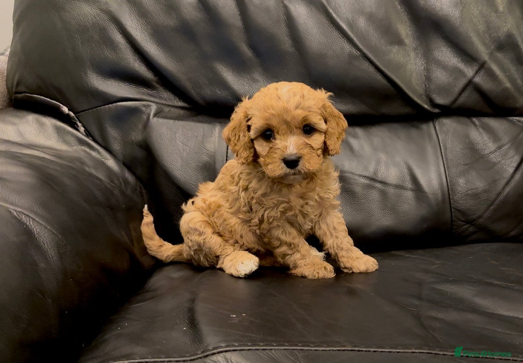 Cavapoo dogs for sale: Extensive DNA & Heart tested quality Cavapoo pups - Image 4