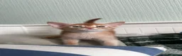 Abyssinian cats for sale: Abyssinian kittens  - Advert 19