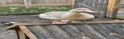 Ducks poultry for sale: POL + Adult Muscovy Hens & Drakes - Advert 14