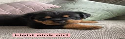 Rottweiler dogs for sale: Beautiful KC Rottweiler puppies ready 18.10.26 - Advert 4
