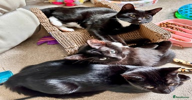 Mixed Breed cats - Advert 4
