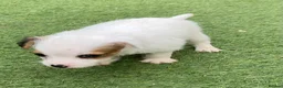 Jack Russell dogs for sale: Beautiful Jack Russell puppies  - Advert 20