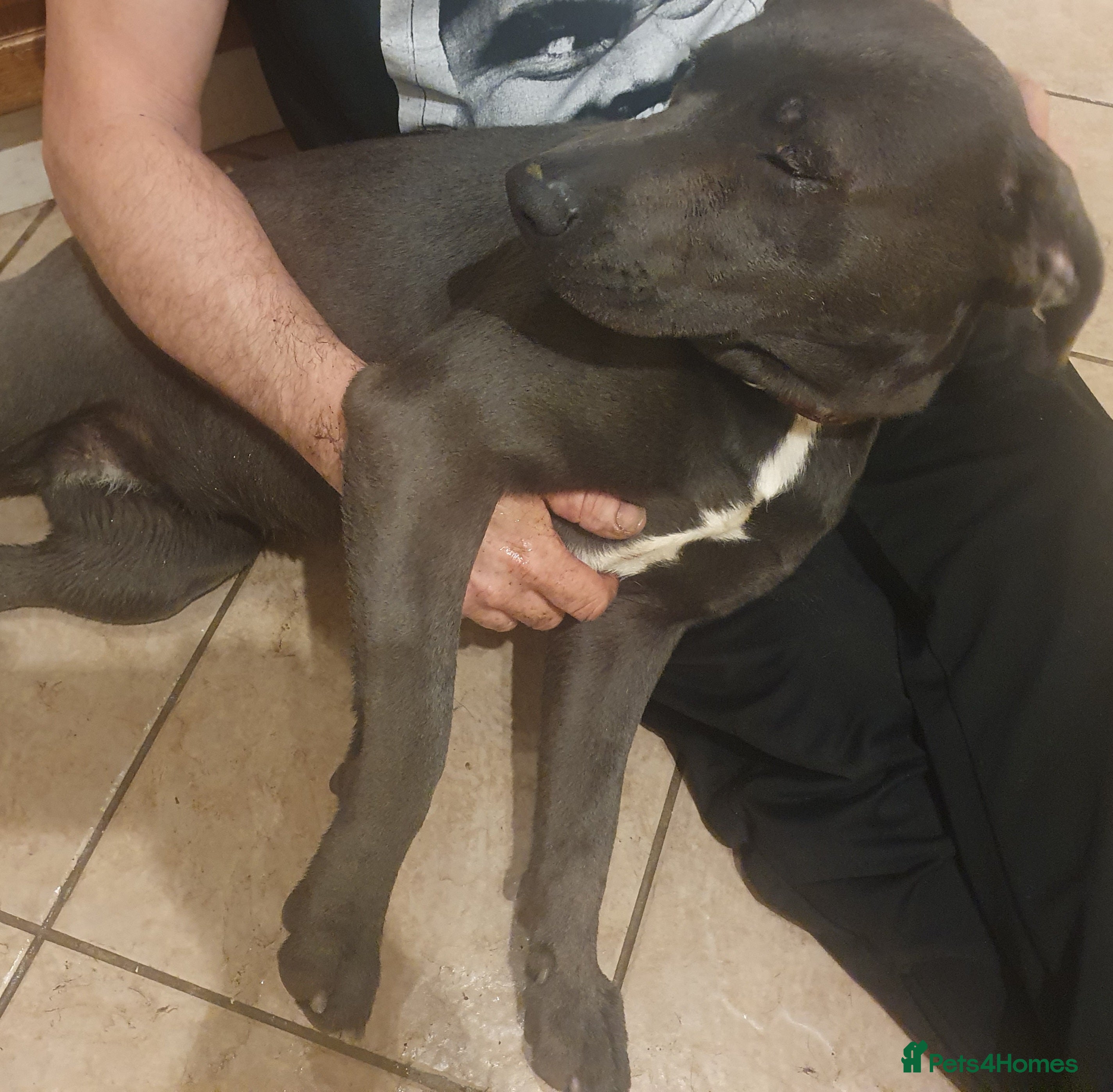 Mixed Breed dogs Queenie charcoal lab x  - Advert 10