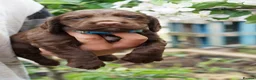 Sprocker dogs for sale: Joyful Sprocker Puppies for Sale - Advert 7