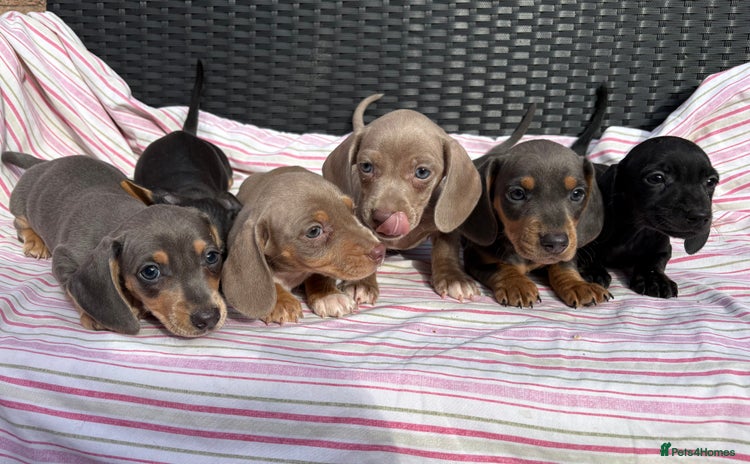 Dachshund dogs - Advert 7
