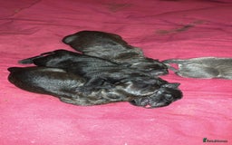 Cane Corso dogs for sale: Cane corso puppy’s  - Advert 2