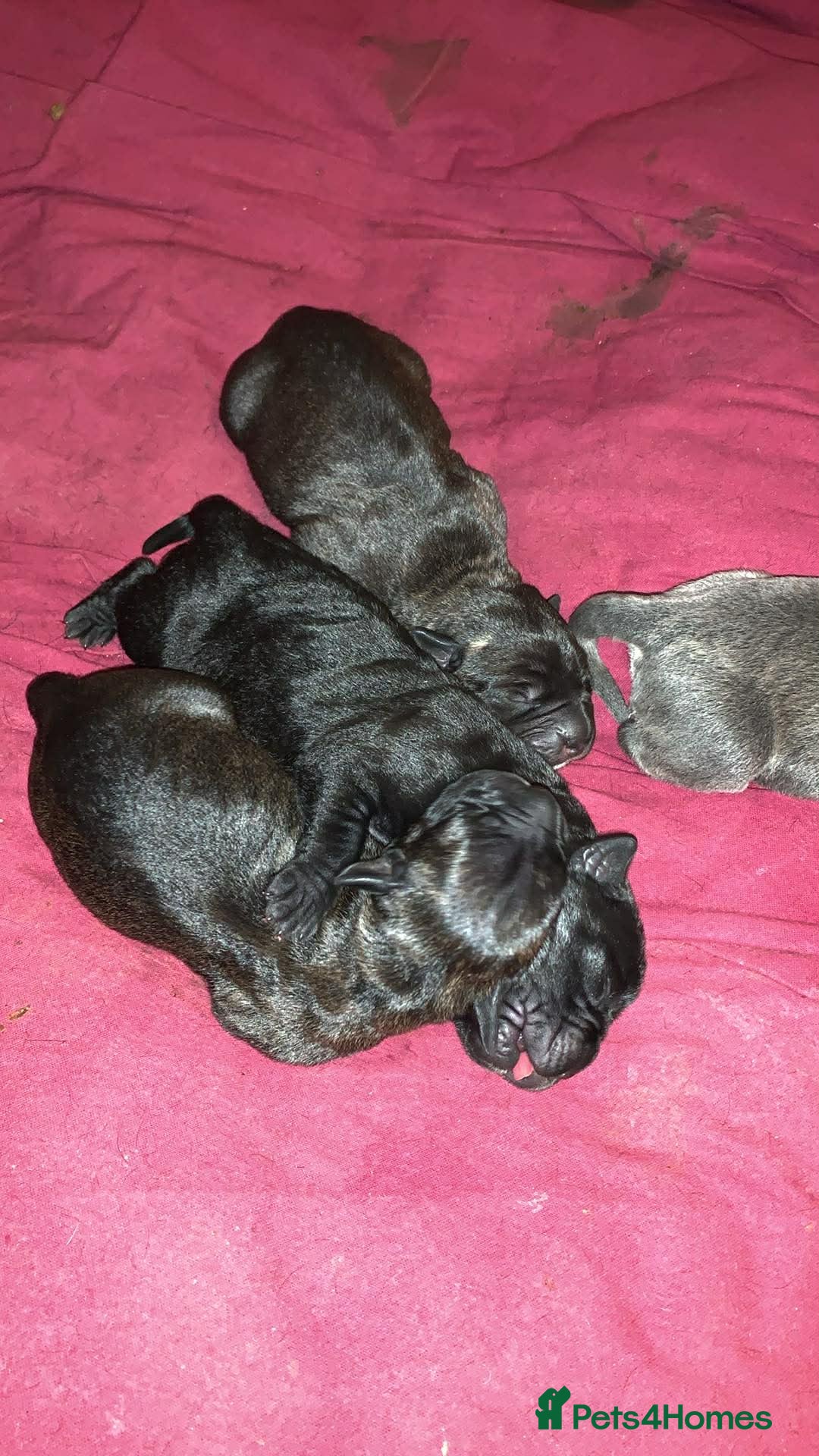 Cane Corso dogs for sale: Cane corso puppy’s  - Advert 2