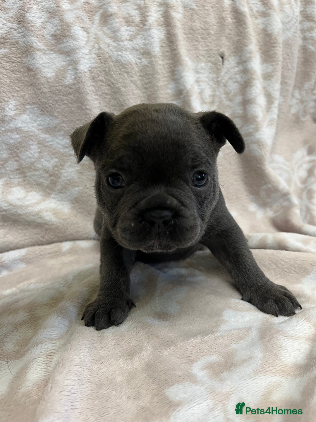 French Bulldog dogs for sale: Lovely Frenchies  - Advert 8