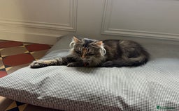 Maine Coon cats for sale: Beautiful Maine Coon X looking for a new home  - Image 5