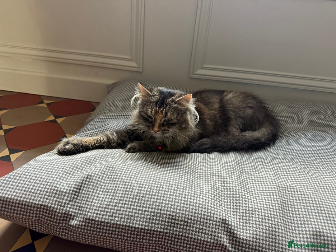 Maine Coon cats for sale: Beautiful Maine Coon X looking for a new home  - Image 5
