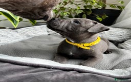 Staffordshire Bull Terrier dogs for sale: 🔷 Pharaon Champion Line Pups 🔷 in Wolverhampton - Image 21