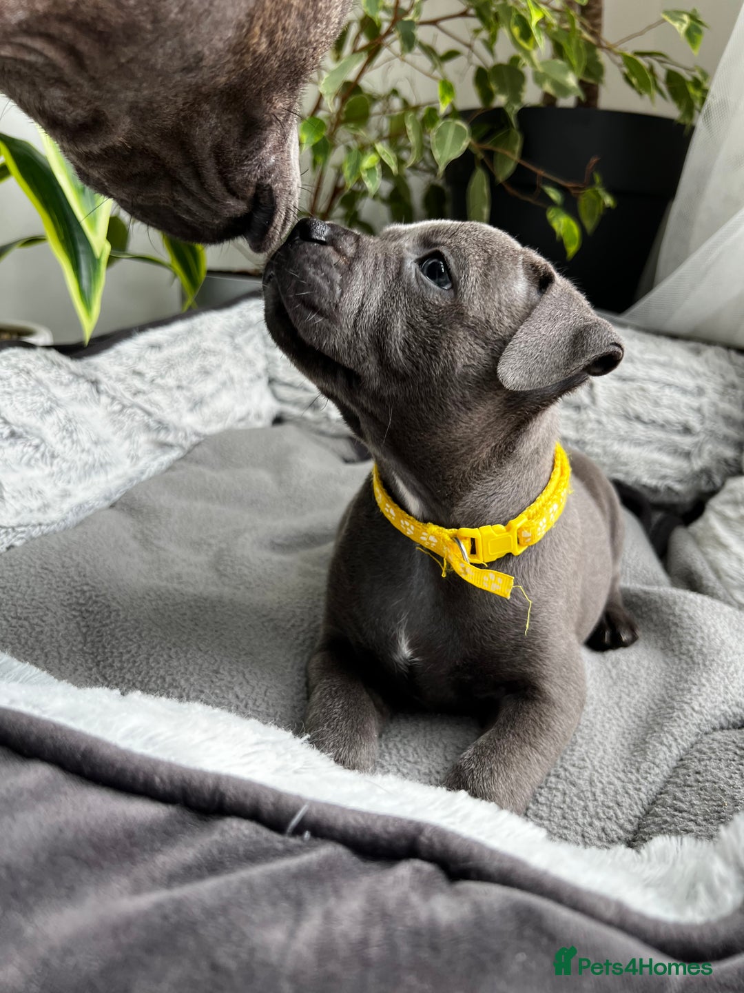 Staffordshire Bull Terrier dogs for sale: 🔷 Pharaon Champion Line Pups 🔷 in Wolverhampton - Image 21