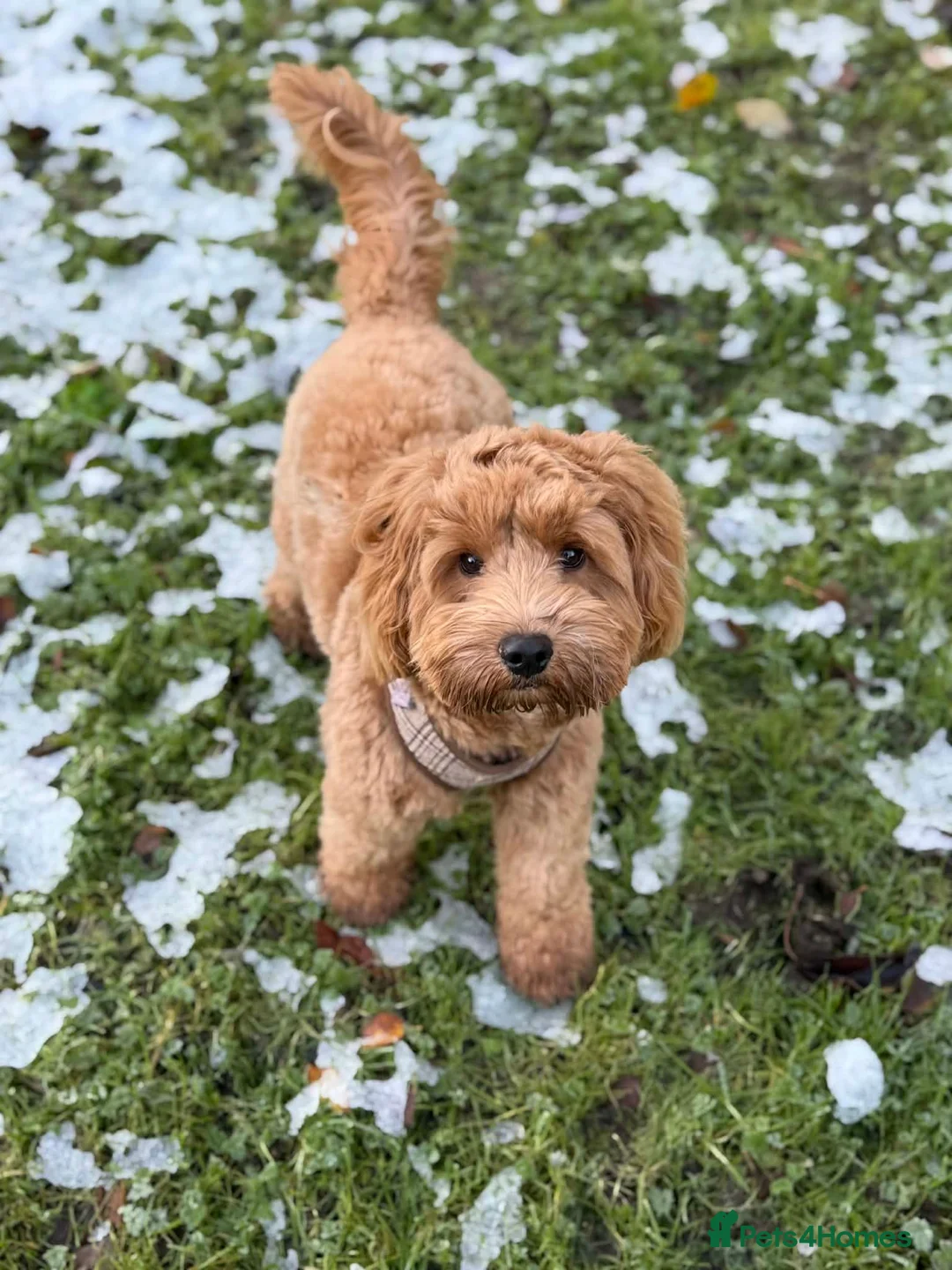 Cockapoo dogs for stud: Stunning Proven F2 Toy Cockapoo for stud  - Advert 7