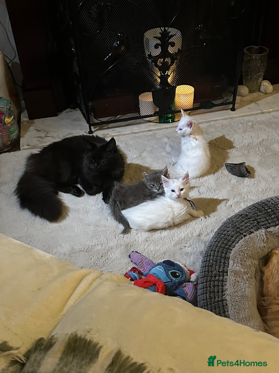 Turkish Angora cats for sale: Turkish angora ready now  - Advert 7