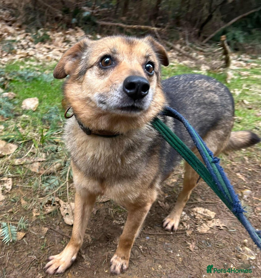 Mixed Breed dogs for adoption: Einstein - Norwich Norfolk  in Norwich - Image 2