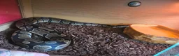 Python Snake reptiles for sale: Alexander  in Lydney - Advert 1