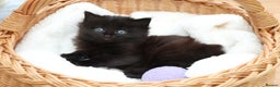 Mixed Breed cats for sale: Adorable Kittens - Advert 22