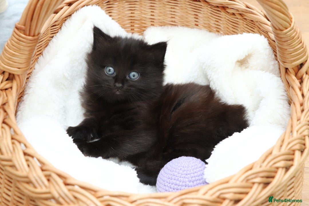 Mixed Breed cats for sale: Adorable Kittens - Advert 22