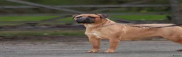 Bullmastiff dogs for sale: Stunning KC Registered Bullmastiff Puppies - Advert 8